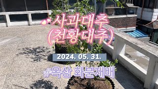 사과대추(천황대추) 주택 옥상 화분에 심기 2024.05.31 성장 현황