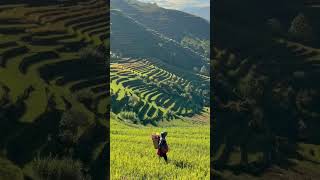 the most beautiful rice terraces in the world?