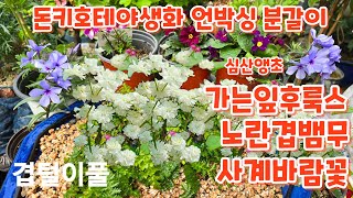 #겹털이풀 #분갈이 #노란겹뱀무 #사계바람꽃 #가는잎후룩스 #심산벨벳  돈키호테야생화 언박싱