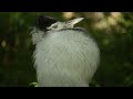 bridge to the wild kori bustard mating call