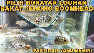 Tips MEMILIH burayak LOUHAN bakat JENONG BOOMHEAD