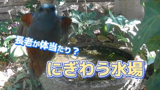 庭への来客、長老イソヒヨさんがカメラに体当たり？にぎわう水場！（Full video）