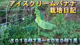 アイスクリームバナナの成長記録と冬季の越冬対策