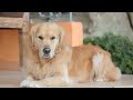 caring for a golden retriever managing digestive health