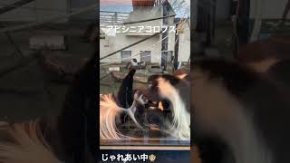 旭山動物園【動物動画】アビシニアコロブス🙊赤ちゃん🐒