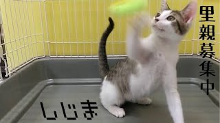 キジ白　子猫の里親募集[しじま]