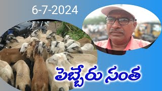 పెబ్బేరు సంత Date: 6-7-2024 @ANJIVisionHUMANITY