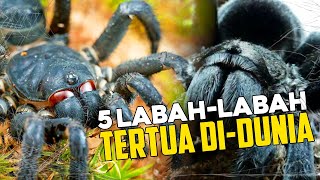 5 LABAH-LABAH TERTUA DI DUNIA [HIDUP SELAMA 43 TAHUN??!!]