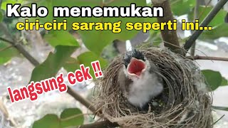 Ciri ciri sarang burung kutilang sudah ada anaknya...