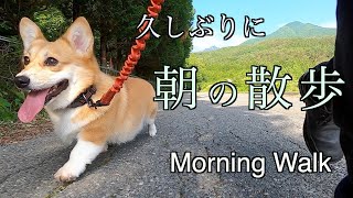 【コーギー：サクラ】朝の散歩 / Morning Walk