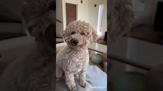 【ano】雨の日の過ごし方　あのちゃん　トイプードルToy poodle