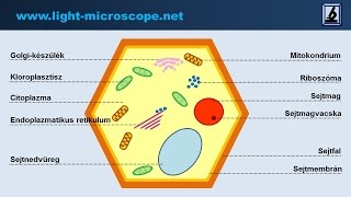 A növényi sejt felépítése - biológia gyakorlati video