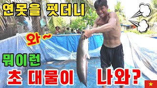 베트남집옆 연못의 물고기를 몽땅 잡았더니 초 대물이 득실득실! (kiengiangtv)