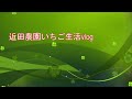 ２月の親株の様子（少し枯らしてしまいました）　いちご農家の日々のお仕事　＃４６８