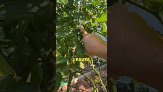 Understanding These 3 Parts of a Tomato Plant will Make You a Better Pruner | Full Video Out Now!