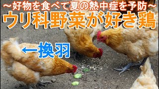 ニワトリはウリが大好き～鶏は大好物のウリ科野菜を食べて夏季の熱中症を予防～