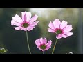 和泉リサイクル環境公園のコスモス（秋桜）（２０２０年１０月１４日）動画