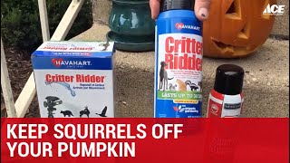 Keep Squirrels Off Your Pumpkin - Ace Hardware