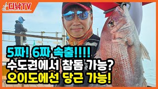 수도권에서 5짜! 6짜 속출!!! 오이도 참돔 타이라바 시즌 오픈! [디낚TV 취재브리핑]