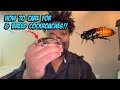 How To Care For And Breed Cockroaches!!