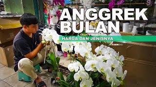 ANGGREK BULAN  harga dan jenisnya