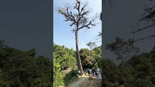 താന്നി മുത്തശ്ശി തുഷാരഗിരി |ഈ മുത്തശ്ശി മരത്തിന്റെ ഉള്ളിൽ കയറിയിട്ടുണ്ടോTHANNI MUTHASSI THUSHARAGIRI