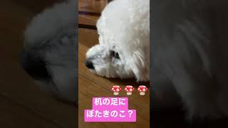 頭がきのこ🍄みたいなぼたまる　ビションフリーゼ #shorts #bichonfrise #dog #きのこ #マッシュルーム