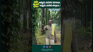 పామ్ ఆయిల్ ధరలు అప్పుడు ఎందుకు పెరిగాయి..| #palmoil #oil #agriculture