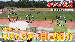 【みやざき犬】ワチャワチャ自己紹介：フットボールリーグなのでもちろんボールで遊びます (201804宮崎県宮崎市)