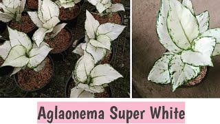 Aglaonema Super White / Aglonema Import Murah