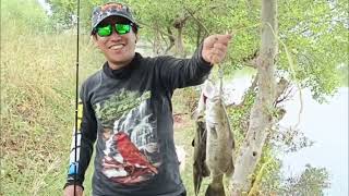 Barramundi/Kakap putih,predator penghuni tambak rumput laut.