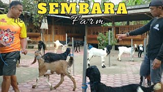 Gelar Kambing Di Markas Jrabang Sembara Farm