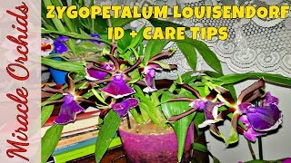 One of the showiest orchids that I own - Zygopetalum Louisendorf + care tips