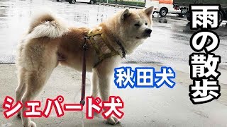 秋田犬シェパード犬の雨の散歩風景German Shepherd dog Akita Inu