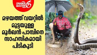 മഴയത്ത്  വയറ്റിൽ മുട്ടയുള്ള മൂർഖൻ പാമ്പിനെ സാഹസികമായി പിടികൂടി | Vava Suresh | Snakemaster EP 942