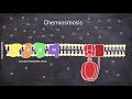 chemiosmosis biochemistry