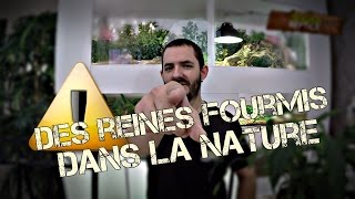 Ou trouve t'on des reines fourmis dans la nature?