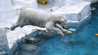 三角コーンにおやつを入れてもらい、プールにも投げてもらったホウちゃん🐻‍❄️🧊🍎【天王寺動物園】