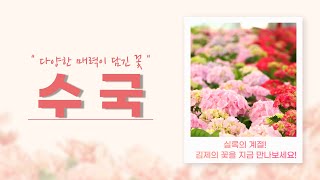 김제시 [김제지평선TV]다양한 매력이 담긴 김제의 수국