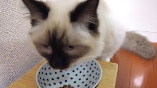 鳴いてささみをおねだりする子猫！鳴き声クセあります【バーマン】