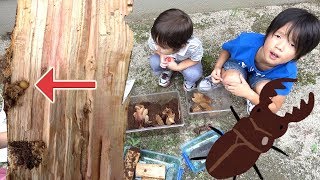 オオクワガタさんの出産！卵と赤ちゃん（幼虫）はじめての出会い★僕とどっちが大きい？カブトムシさんとの別れの次は・・・ 家族Vlog