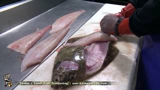 How to fillet a Halibut by Tanner's Fresh Fish Alaska