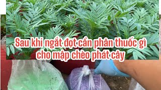 These types of fertilizers and pesticides will be used after pruning.
