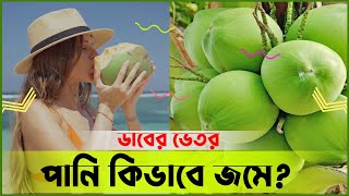 ডাবের ভেতরে পানি কিভাবে জমে? । How does water accumulate inside coconut?