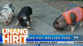 Unang Hirit: Miniature pot-bellied pigs, puwedeng gawing house pet!