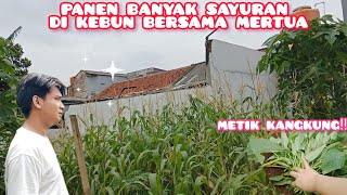 BAHAGIANYA BISA PANEN BANYAK SAYURAN BERSAMA MERTUA DAN SUAMI DI KEBUN‼️