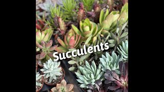 Succulents Galore