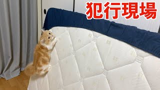 イタズラ子猫が高級ベットで爪とぎする犯行現場を目撃しました(マンチカン)