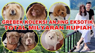 KOLEKSI ANJING EKSOTIK MILYARAN RUPIAH - SULTAN MALANG