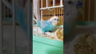 粟穂を食べまくるインコ my budgie love millet #セキセイインコ #budgie #shorts